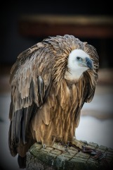 griffon-vulture-2018585_1920-1
