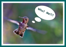 hummingbird-691483_1920